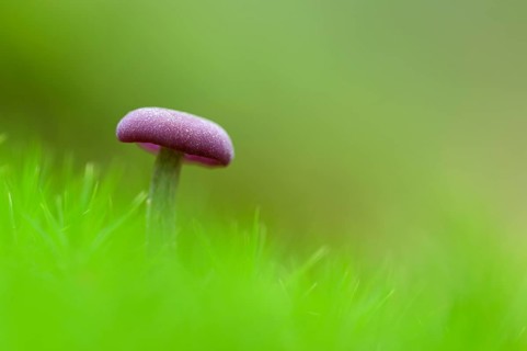 Amethyst deceiver