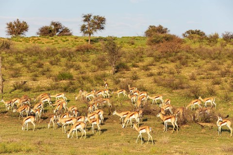 Springbok