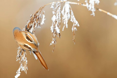Bearded reedling