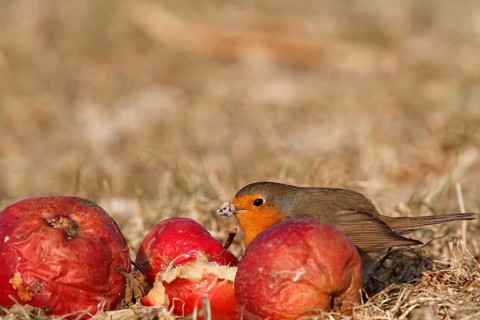 European robin