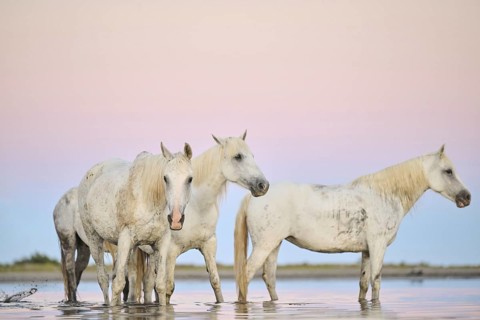 Camargue horses standing in the water at sunrise
