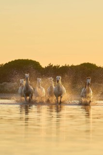 Camargue horses running through the water at sunrise