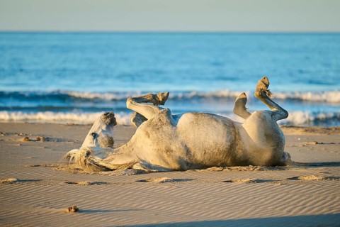 Camargue horse lying on a beach in the sand at sunrise