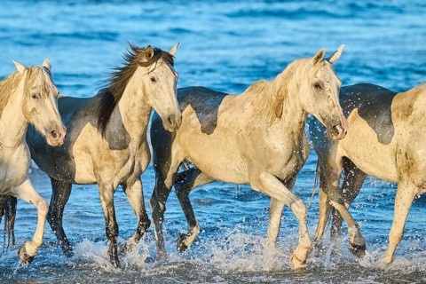 Camargue horses running out of the sea on a beach in morning light