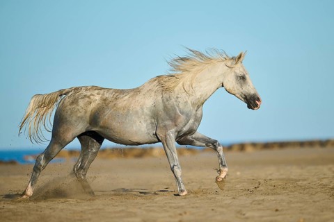 Camargue horse running on a beach in morning light