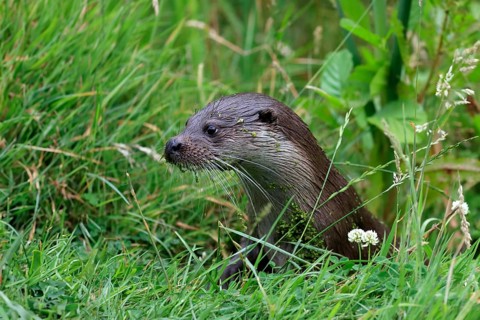 European otter