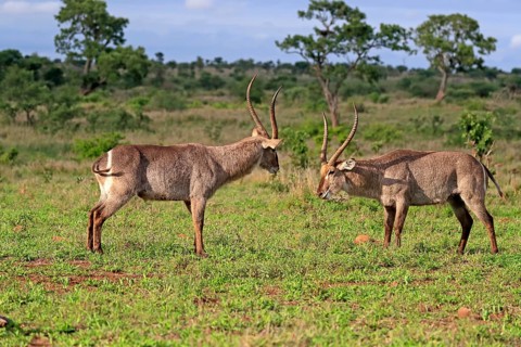 Ellipsen waterbuck