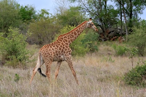 Southern giraffe