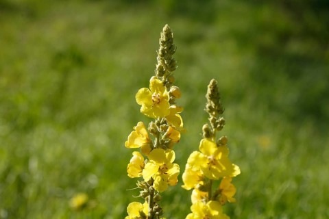 Yellow dense-flowered mullein