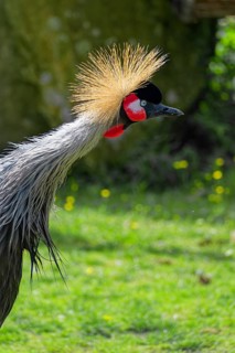 Black crowned crane