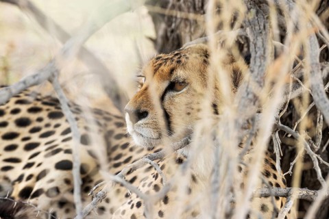 Cheetah