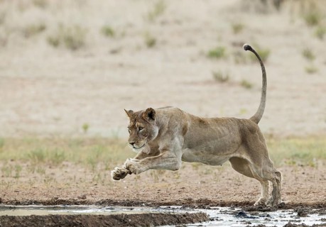 Lion