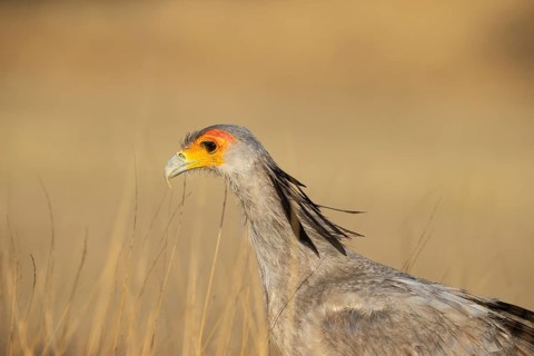 Secretary Bird