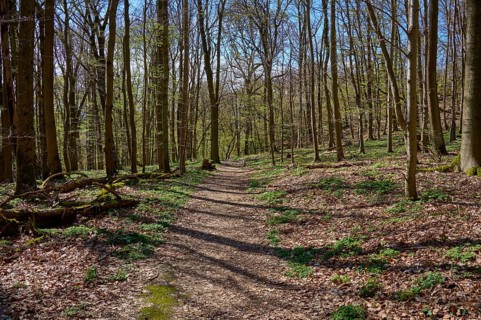 Forest path
