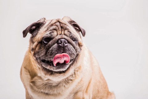 Close up funny pug dog with its tongue out
