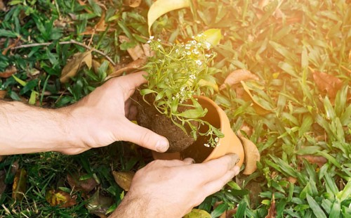 Man planting seedling pot
