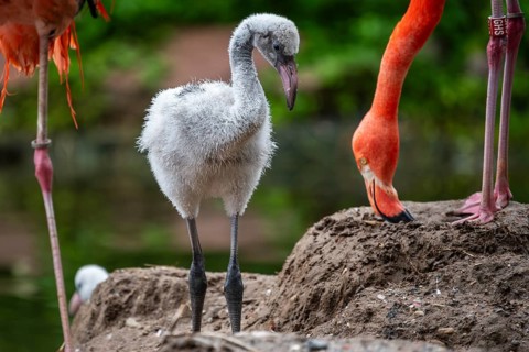 American flamingo