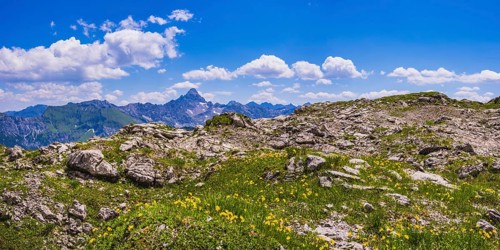 (Arnica montana) rhododendron, Koblat high trail on the Nebelhorn, behind it the Hochvogel, 2592m,