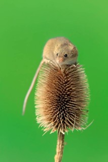 Eurasian harvest mouse