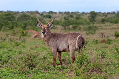 Ellipsen waterbuck