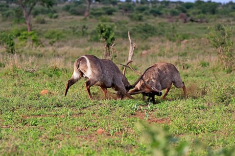 Ellipsen waterbuck