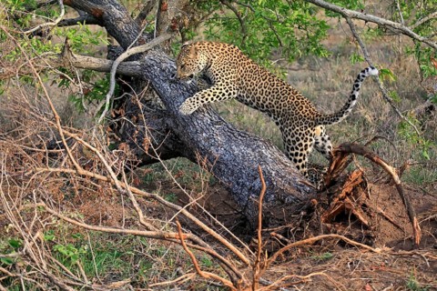 Leopard