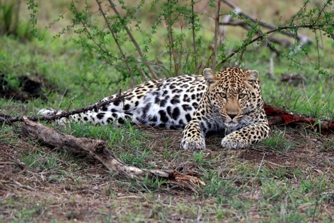 Leopard