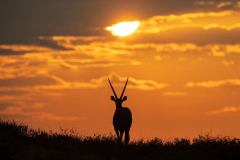 Gemsbok