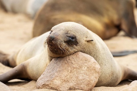 Cape Fur Seal