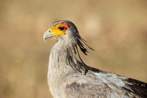 Secretary Bird