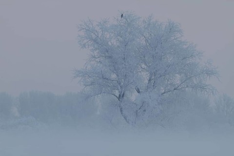 Foggy atmosphere with hoarfrost on the Weser island of Strohauser Plate
