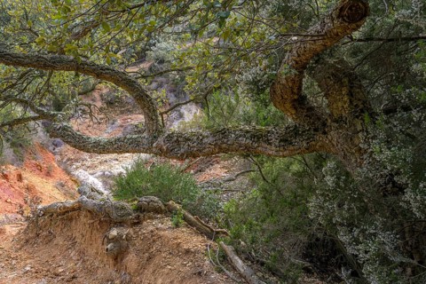 Cork oak