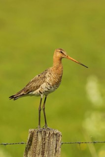 Black-tailed Godwit