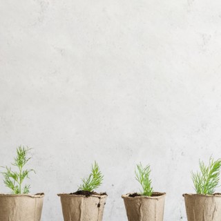 Row dill grown peat pots against concrete wall
