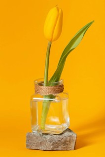 Tulip transparent vase isolated yellow
