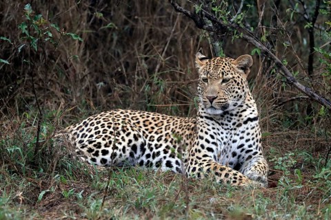 Leopard