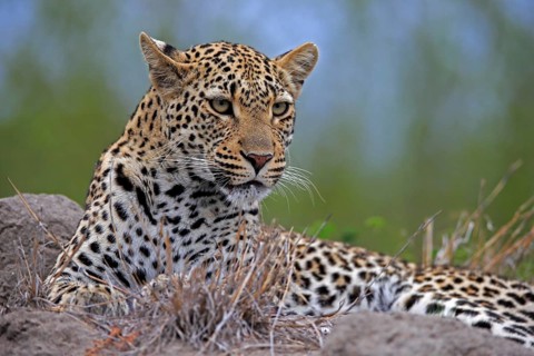 Leopard