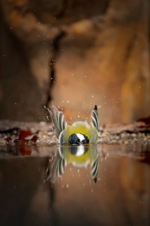 Great tit