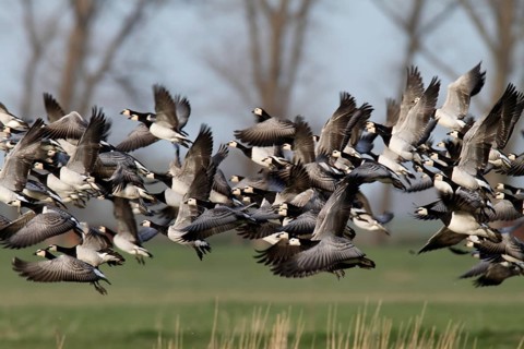 Barnacle Goose