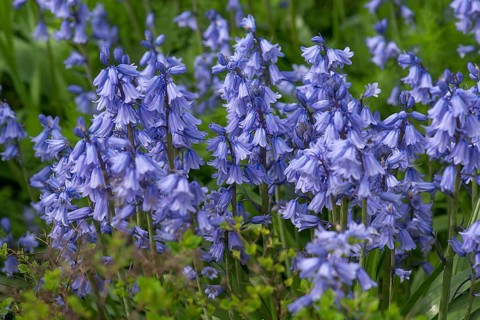 Bluebell