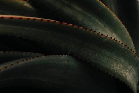 Aloe vera plant