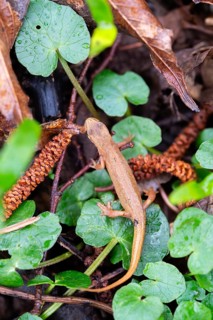 Common newt