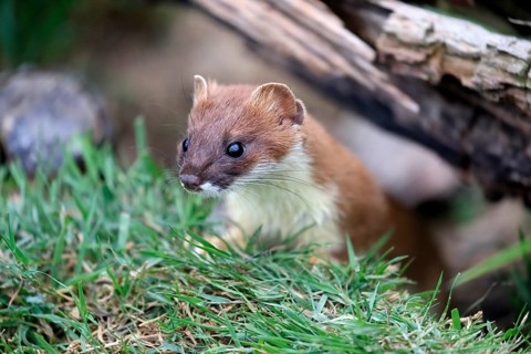 Ermine