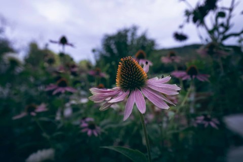 Coneflower