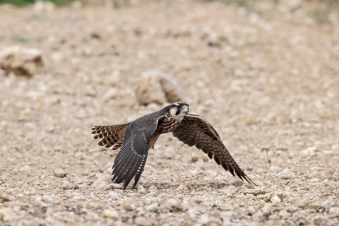 Lanner Falcon