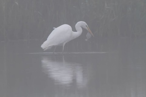 Great egret