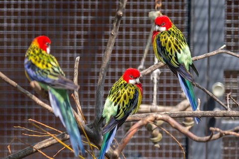 Eastern rosella