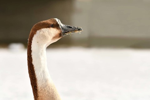 Side view of head of Swan goose bird