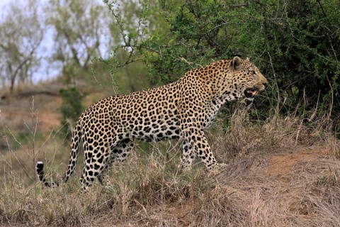 Leopard
