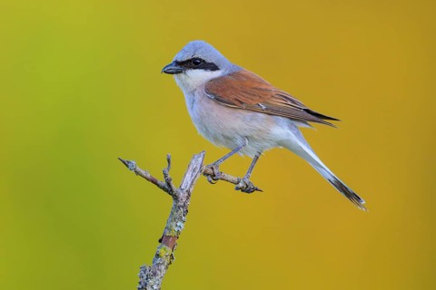 Red-backed Shrike